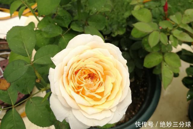 强烈推荐的这6款月季,颜值都巨高,喜欢月季的千万不要错过