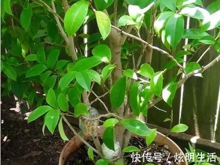 盆栽|6种“花”,自带香味,室内养1盆,比清新剂强1倍,无毒又环保