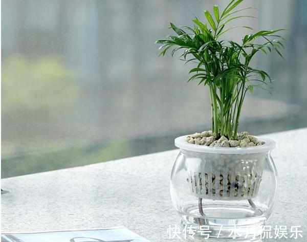 腐叶土泥炭土|除了绿萝你还可以选择它，一种特别适合室内养的绿植