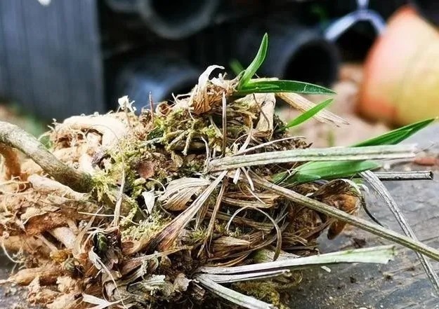 种植|兰花生命力很强,决定能否种植成活的,并不是土壤与肥料