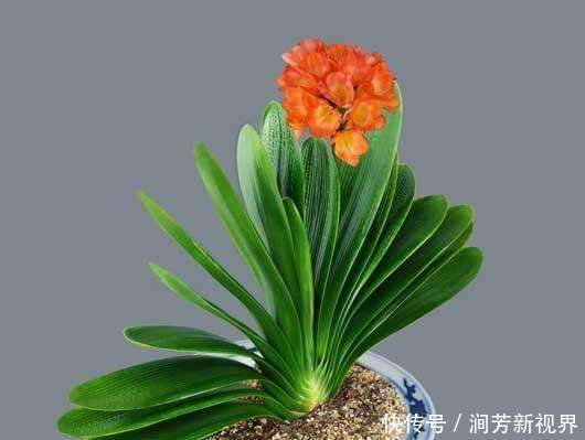 君子兰养了两三年都不开花看这招，让它嗖嗖长满盆，年年开花