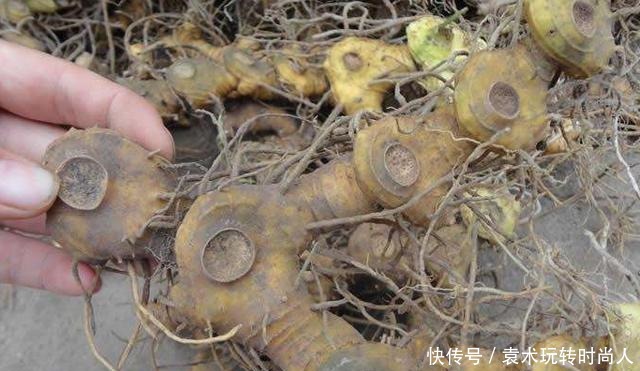 李时珍称它为“气血双补之王”,除风湿,强筋骨,润心肺,抗衰老!