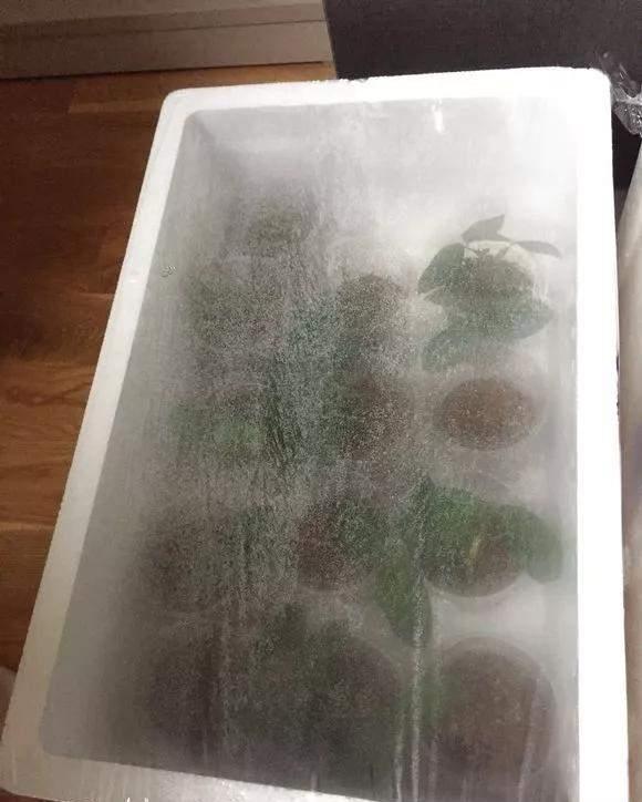实用|冬天的泡沫箱别扔,扔了就是扔钱,养花太实用