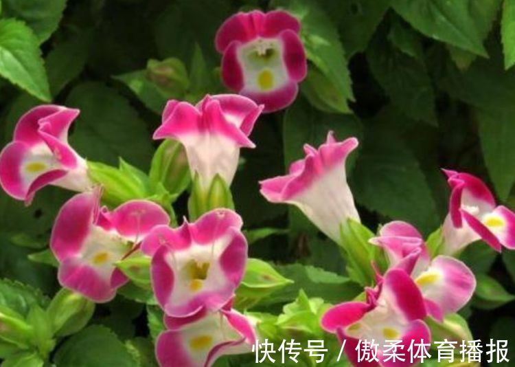 阳台上|4种花超漂亮,家里养一盆,满屋飘香,养庭院,十里飘香