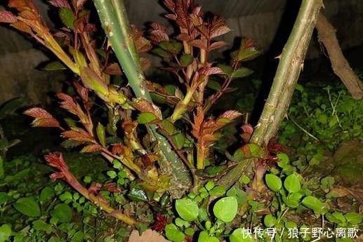 藤本月季长了很多嫩芽,看我这样抹掉嫩芽和嫩芽扦插!