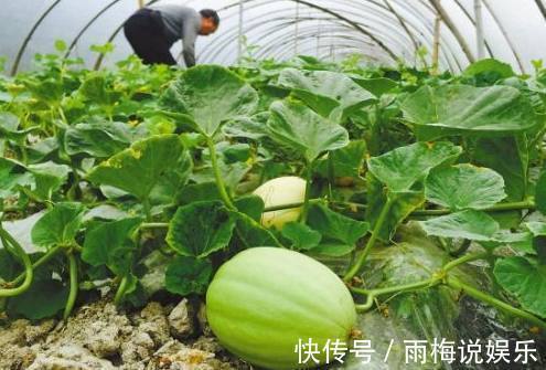 吃糖|这种水果十分的稀有,可治糖尿病患者,好吃到没话说!