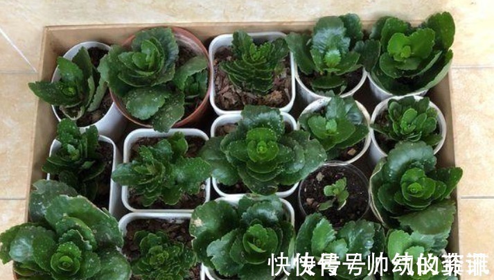 扦插|又到长寿花扦插季节,做好“2选3足”,15天长满白根!