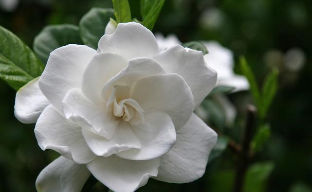 金桂|几种植物全身“飘香”,香味经久不散,家里摆上一盆,生活更舒适