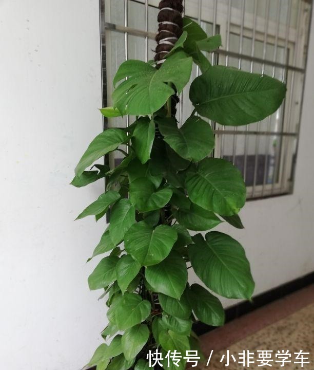 绿萝养久了,居然变成了龟背竹,还开背了!
