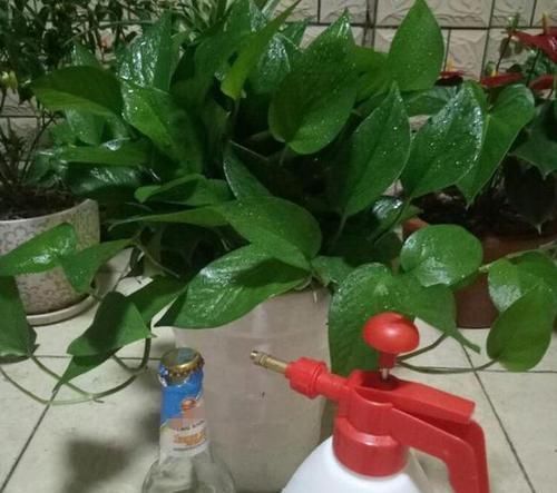 养花草|养花用什么水浇灌2种'万能浇花水',浇啥花都能越长越旺盛