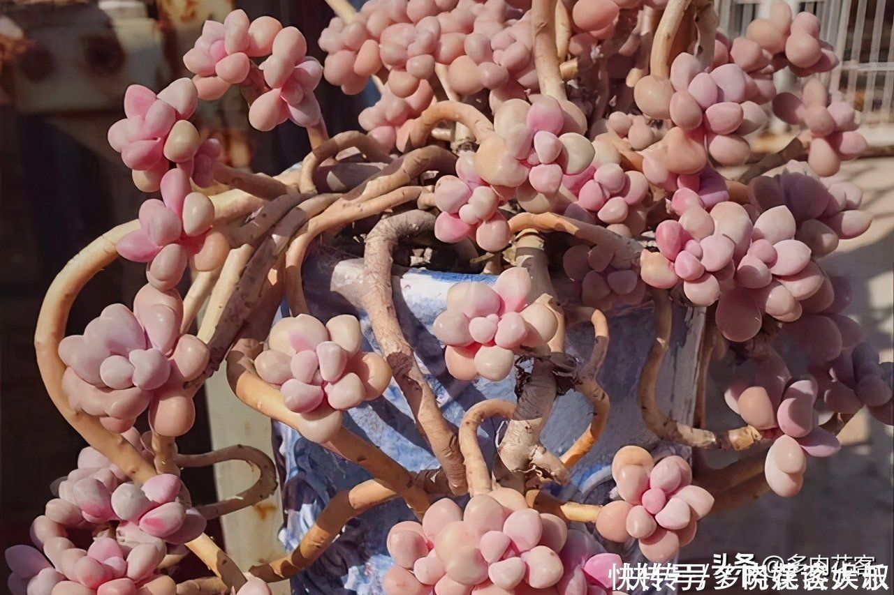 姬秋丽|想把多肉养成老桩,那也要选对多肉,这几种才合适你