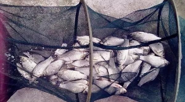 十钓九空原来这饵才是大鲫鱼的最爱，后悔没早一点发现