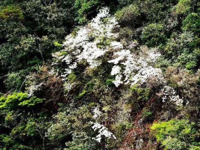 杜鹃花开，满山烂漫，寿宁这个地方美翻了！