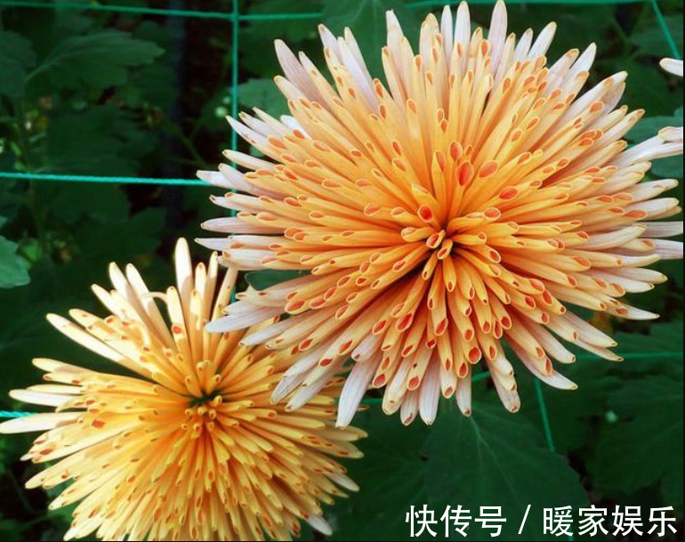 喜欢菊花,不如养盆“菊之珍品”,开花爆成花海,好养易活