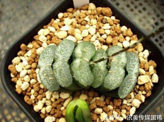 喷洒|价值过万的“三多肉”,一上色就惊艳全场,颜值之高让人大开眼界