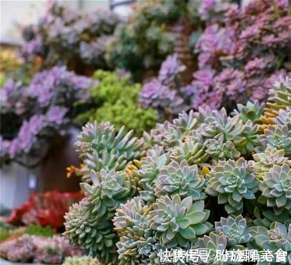 养多肉,别花大价钱买贵的,6种能养成花墙的大普货才是真香