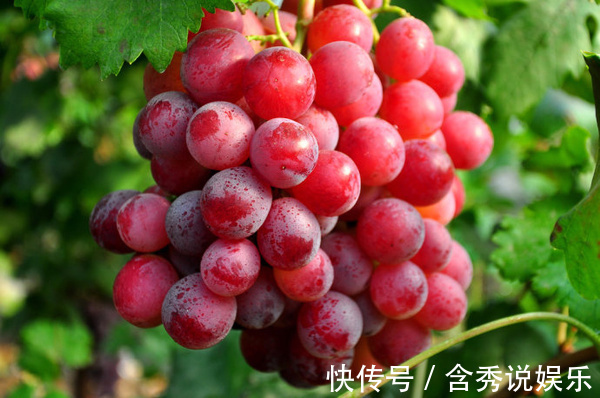 医生|吃葡萄能排毒、抗衰老,但医生研究后发现此3类人吃了危害健康