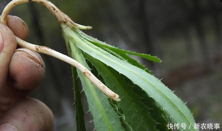 野菜|年纪大点的人都知道是种很好的野菜，能遇到的话就有福气了！