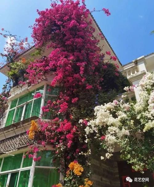 “最累”的8种花，花开连续几个月，一次开花几百朵！