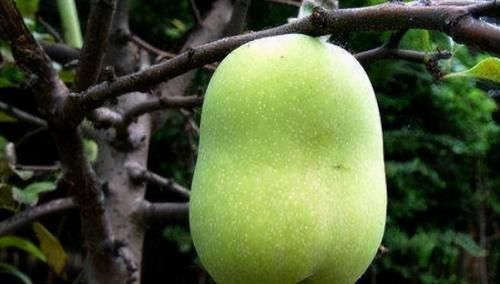 女性不想成为黄脸婆,要坚持吃3种蔬菜,保护视力,滋润皮肤