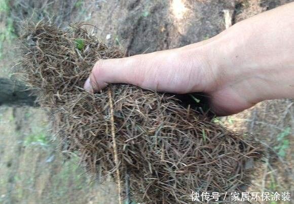 红砖块|捡3种料垫盆底,土壤疏松透气、不板结,花卉越长越有劲