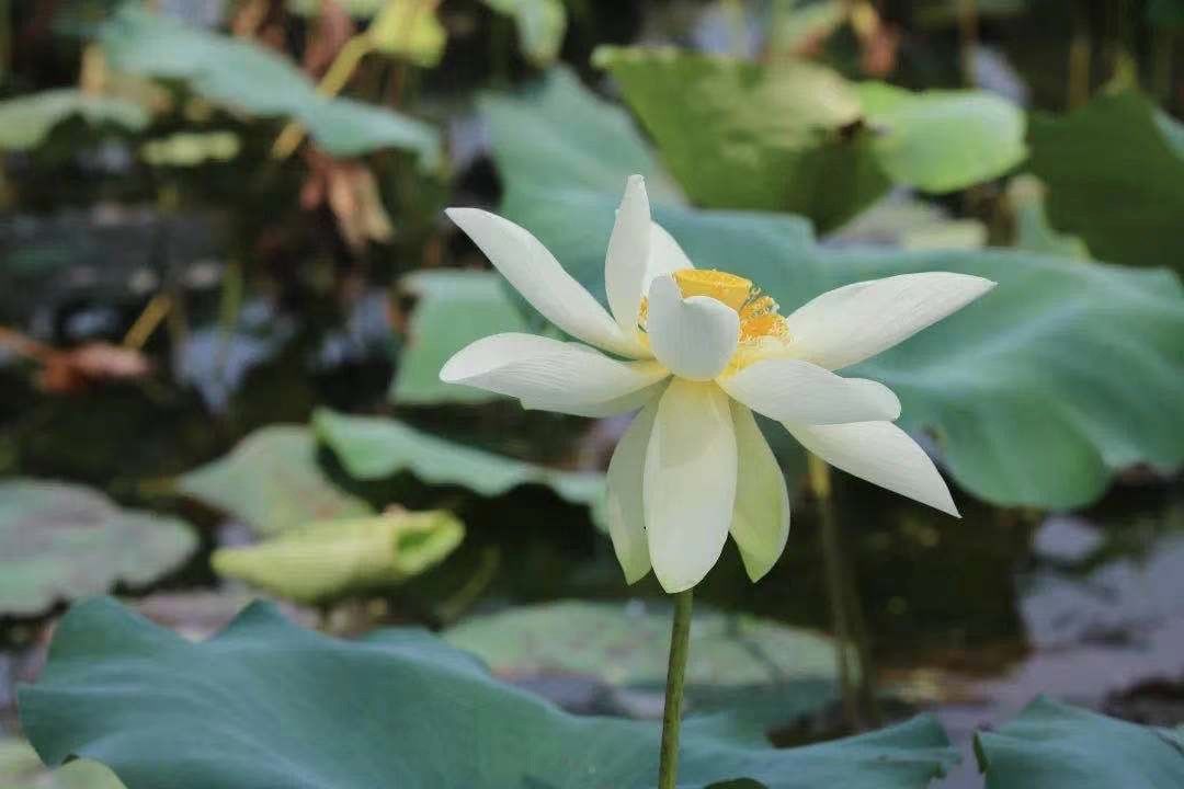 胡大伯|“白荷花”你见过吗？老杭州都不一定见过 杭州只有这个地方能看到！