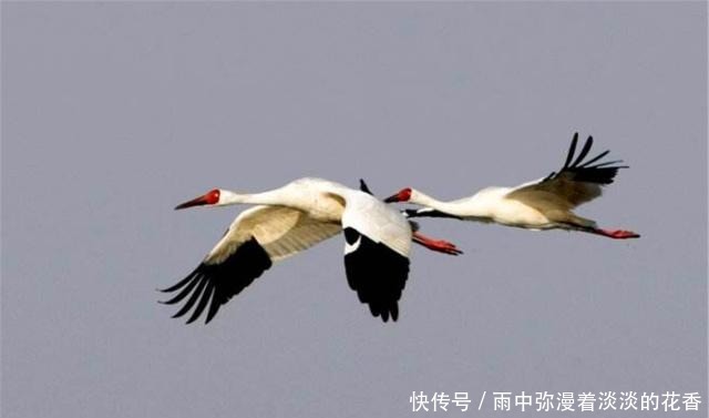 鬼谷子|鬼谷子做人切忌性格软弱,牢记5句箴言,做一个有魄力的人