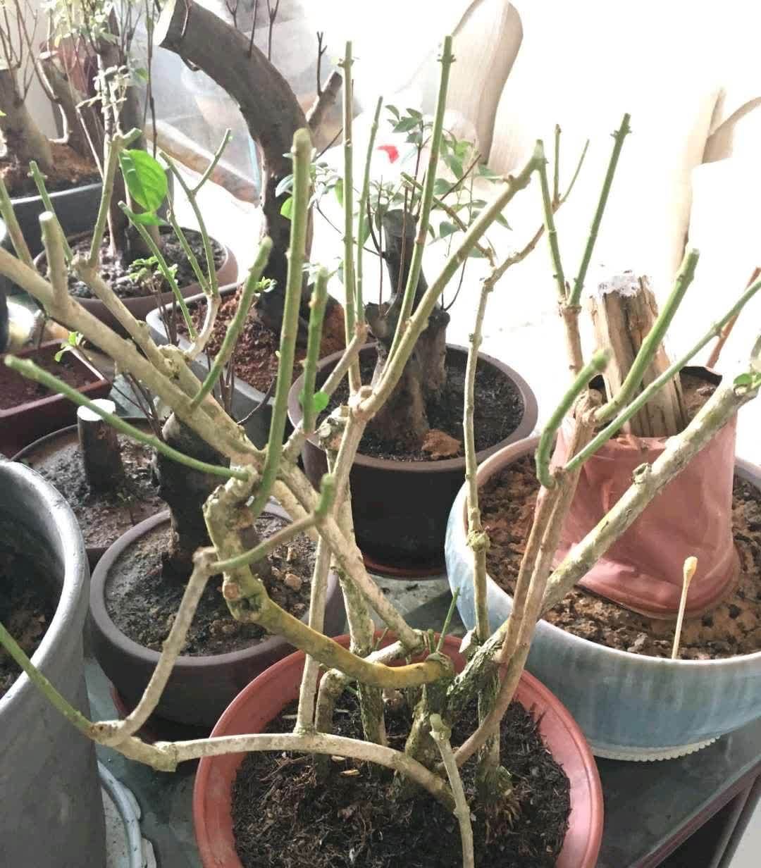 春天来临，这5种盆栽要修理一番了，剃成小光头，开花更顺利