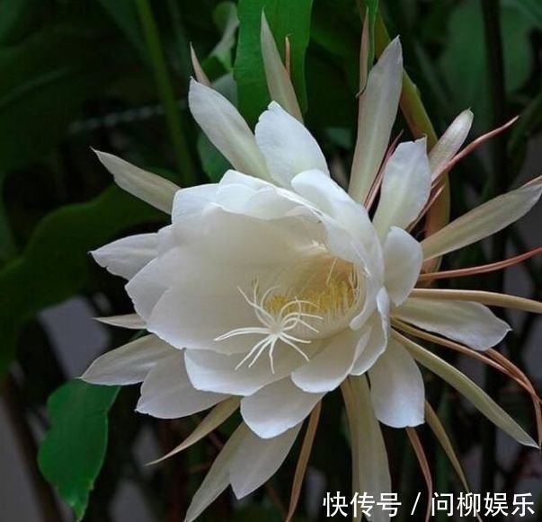 几种花是爆盆能手，开起花来“拦”不住，家里养一盆，招财又纳福