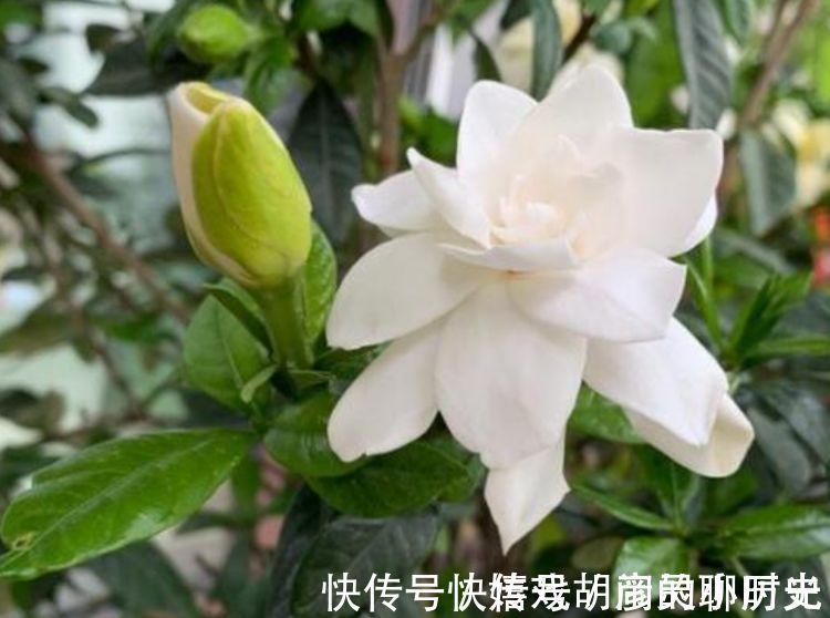 朱顶红|家里养上4种花，直接变成小花园，开花又大又艳，比牡丹美