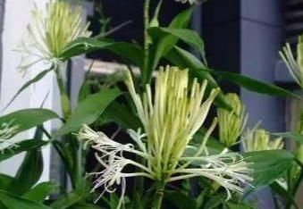 放错|家养富贵竹总是长不好?位置放错了活不长,几个小技巧知道吗