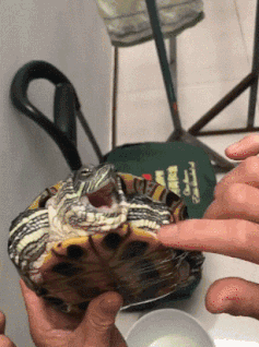 |搞笑GIF:路上遇到一个收二手媳妇的车,也不知道是什么价格!