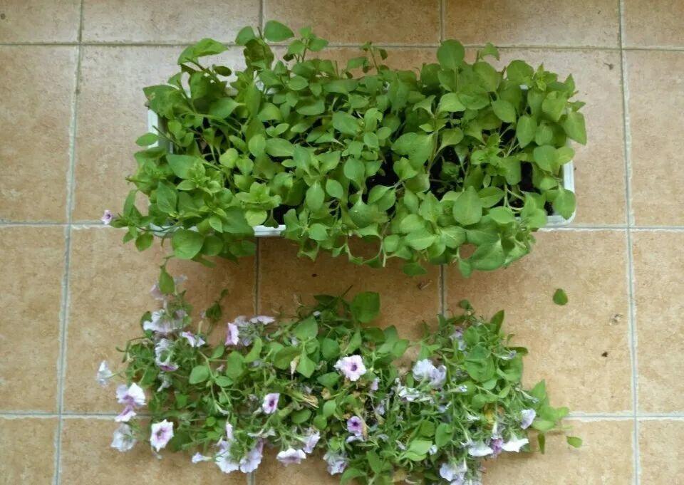 叶子|20种花，天凉了赶紧剪，来年开花有多又艳！