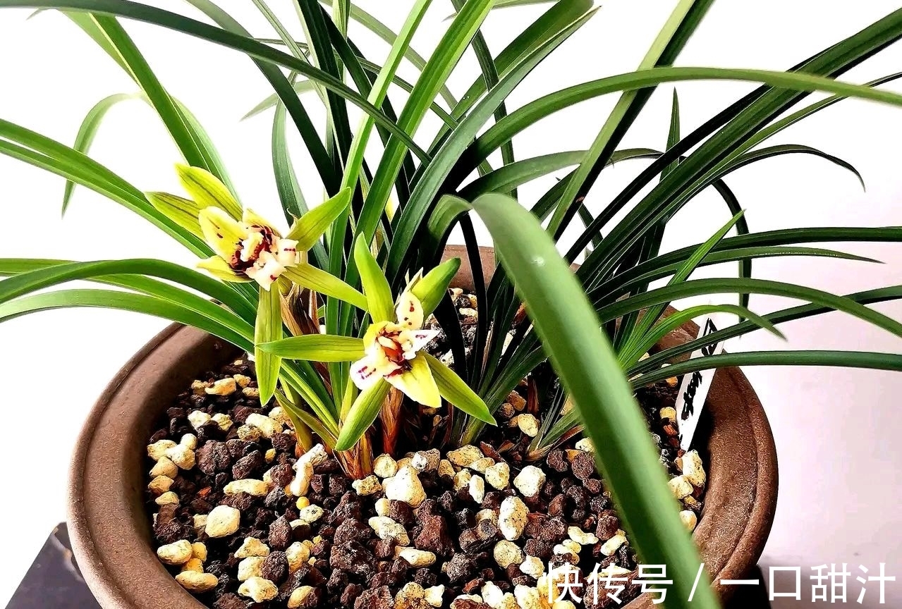 白居易@白居易冬夜偶得一首小诗,成为永久经典《夜雪》