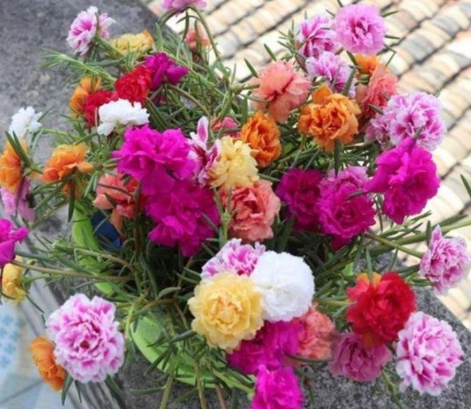 正月二十八，家里养上4种花，盛开时繁花似锦，花色美轮美奂