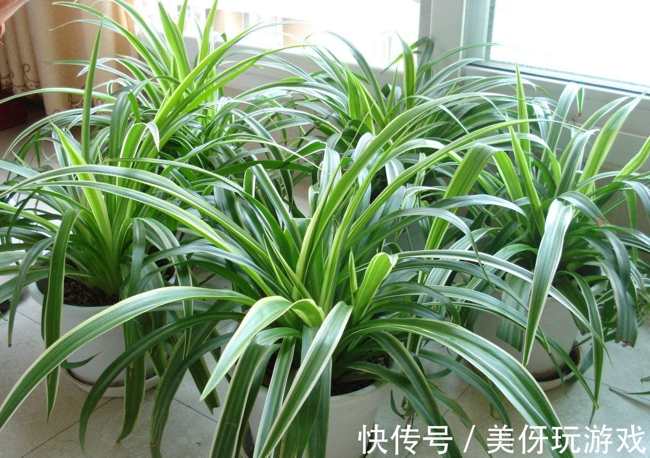 有害气体|人养花,花亦养人!这八种“能养人”的健康花,建议至少养一种