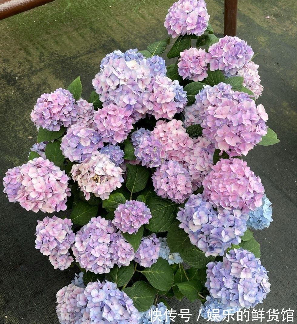 盆栽|夏天里这5种花,爱喝水是大水桶,每天浇水才能枝叶翠绿长势旺