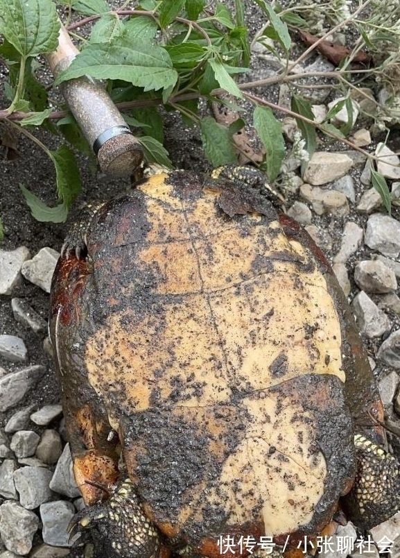 10号钩挂玉米都被干弯了!浑身绿得发黑,钓友:烫手别放生