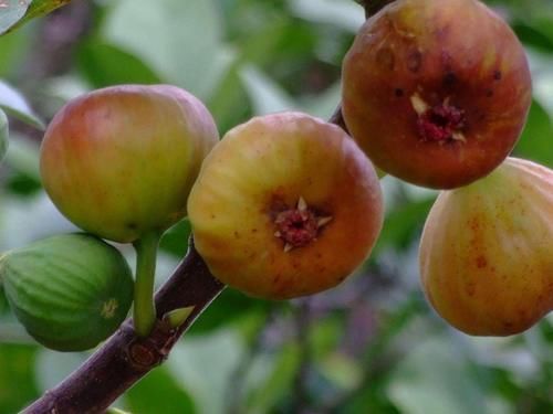 苦瓜|糖尿病克星来了，效果堪比胰岛素，饭后吃一吃，血糖平稳下来