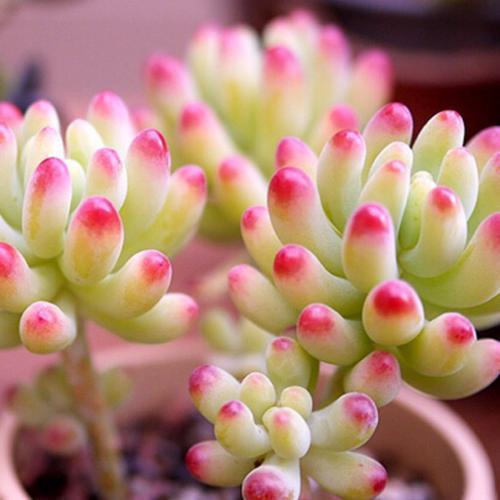 根部|多肉只能露养色彩斑斓,聪明的人教你3点,一学就会