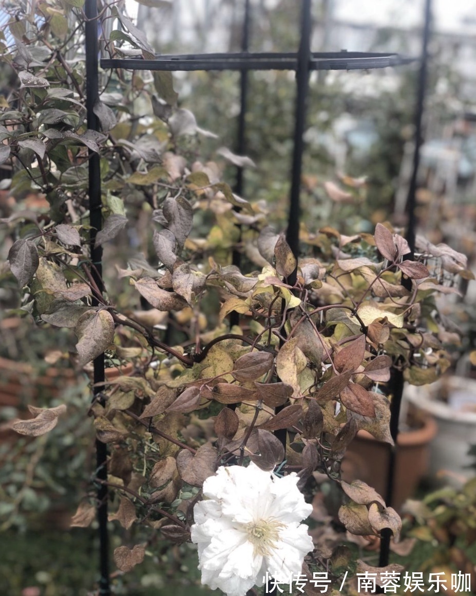 杜鹃花|养不好5种植物,就要赶紧“跳坑”,不然买多少、死多少