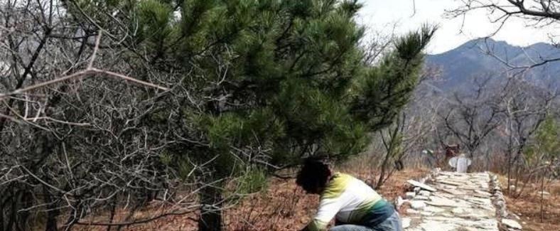 发酵|养花“法宝”松针该怎么用?单独使,加工后用,谨记这些准没错