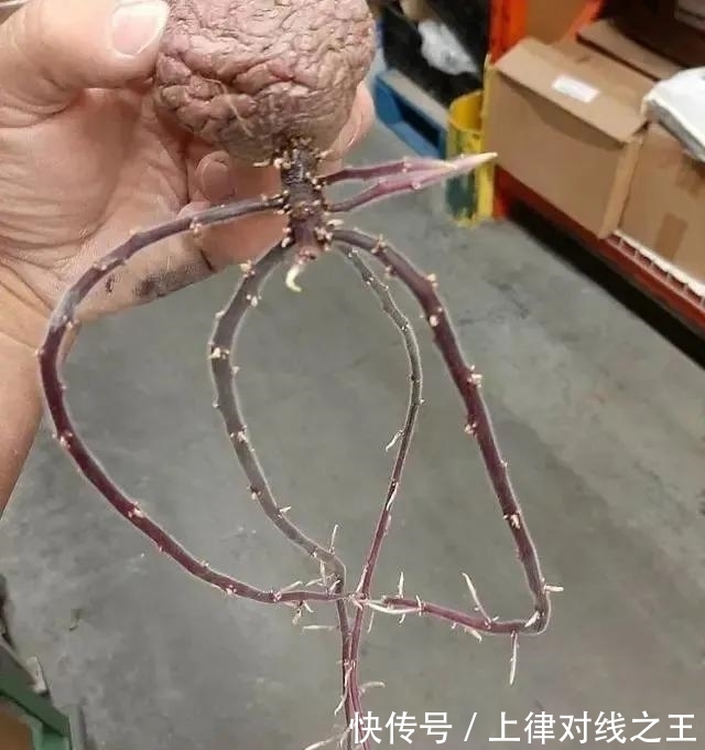 土豆|土豆发芽有多恐怖!26张照片告诉你,它才是这个星球最神奇生物