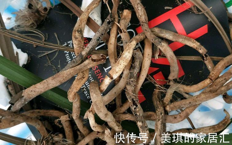 兰花烂根可能是哪些地方出问题?这4处,错一点植株都萎靡