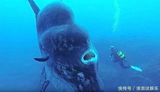 吉尼斯生殖力最强脊椎动物,一生暴长6000