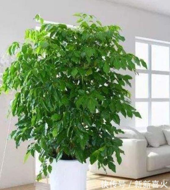 3种旺运花，吉祥添富贵，镇宅又旺财，净化空气助睡眠！