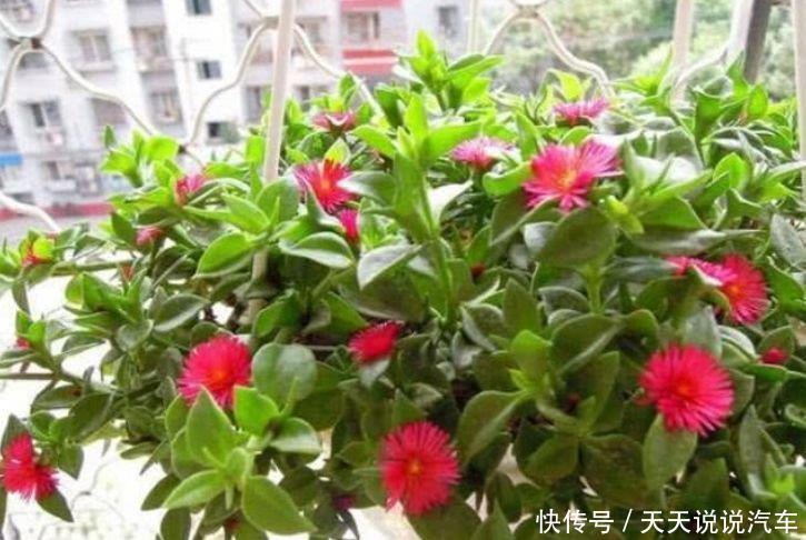 4种花很耐养,沾土就能活,夏天开花很漂亮,花量大不操心