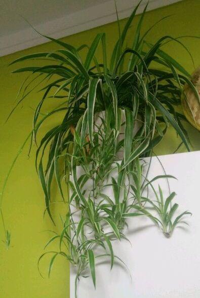 谁说吊兰只能吊着养，打破常规，养出独特优美的精致吊兰