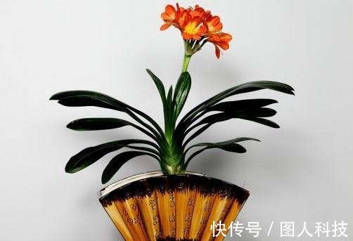 补肥|做好这4步,君子兰就能养好,叶子翠绿,过年花箭窜出来