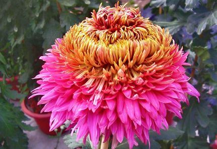 喜欢菊花，不如养盆“菊中珍品”大红芍药，花开似芍药，妖娆端庄